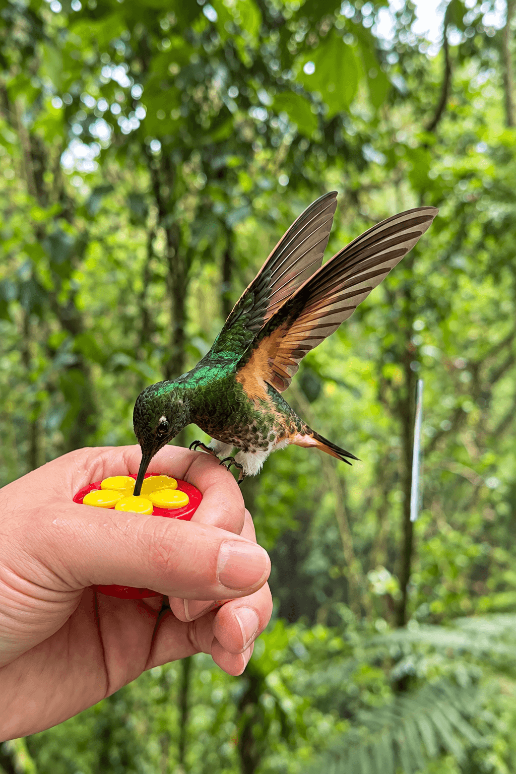 Hummingbird photographed for Through mis yeux project